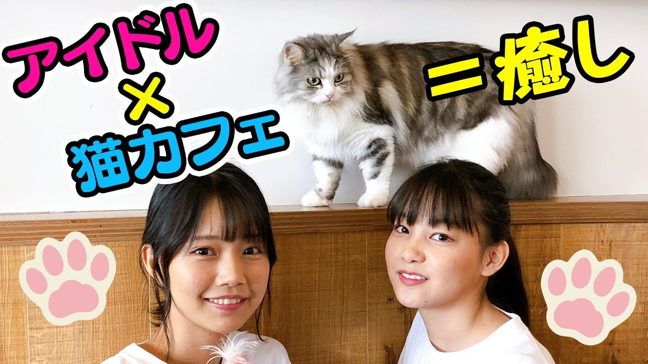 【癒し】猫好きアイドルが猫カフェでワシャワシャしまくって可愛くないわけがない！