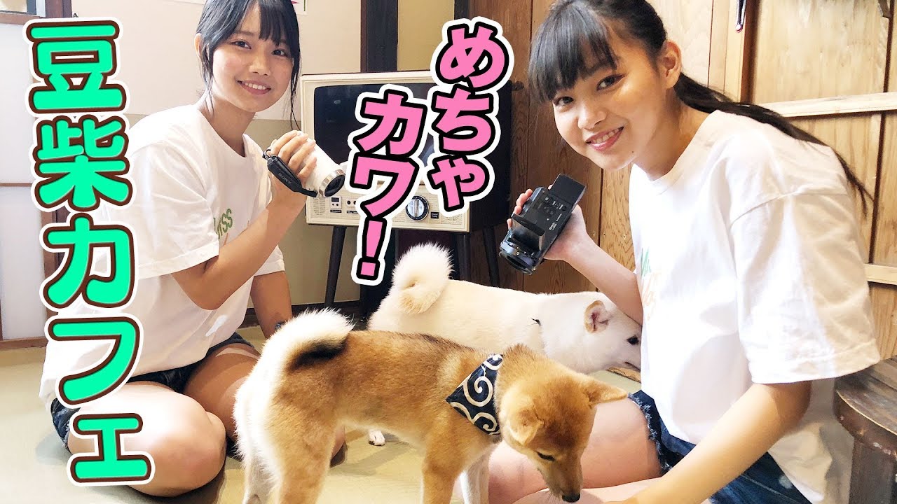 【豆柴】もふもふワンコと戯れるぐだぐだアイドルww